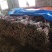 【牛商推荐】水杨桃苗猕猴桃嫁接专用