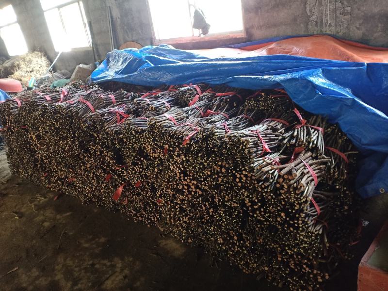 【牛商推荐】水杨桃苗猕猴桃嫁接专用