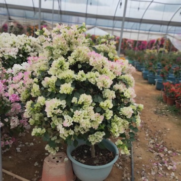 三角梅嫁接多色盆景盆苗工地绿化爬藤植物花卉