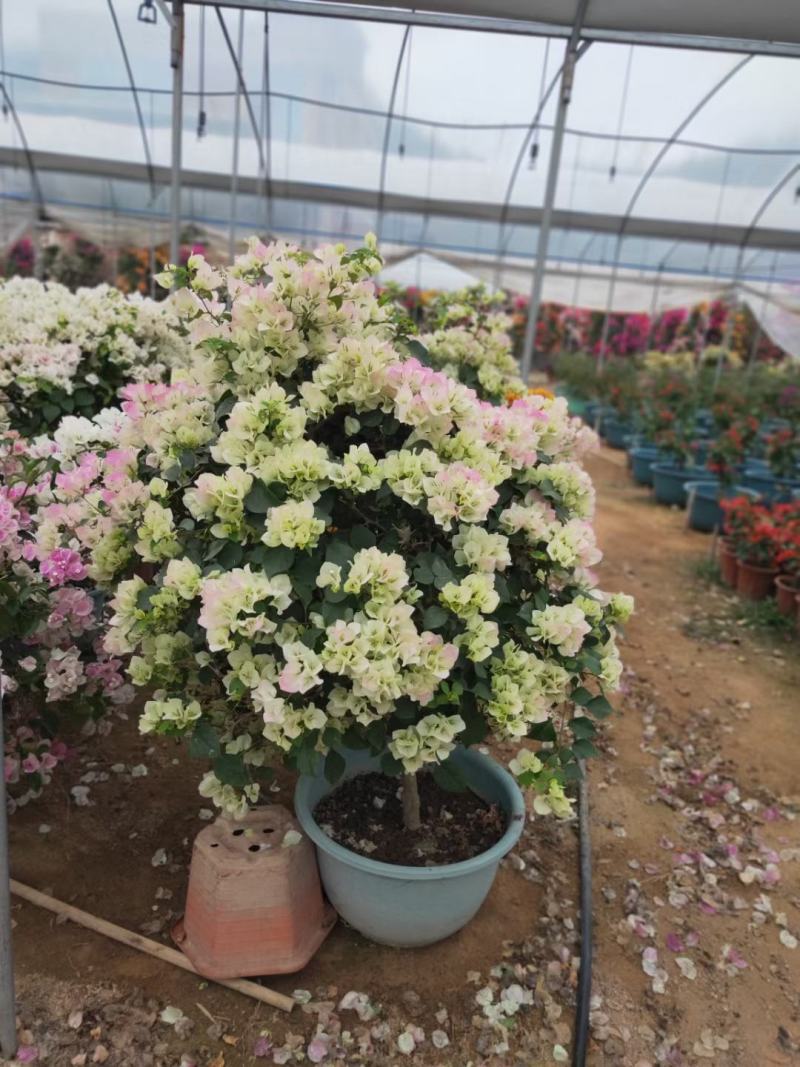 三角梅嫁接多色盆景盆苗工地绿化爬藤植物花卉