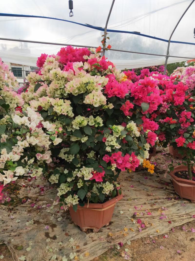 三角梅嫁接多色盆景盆苗工地绿化爬藤植物花卉