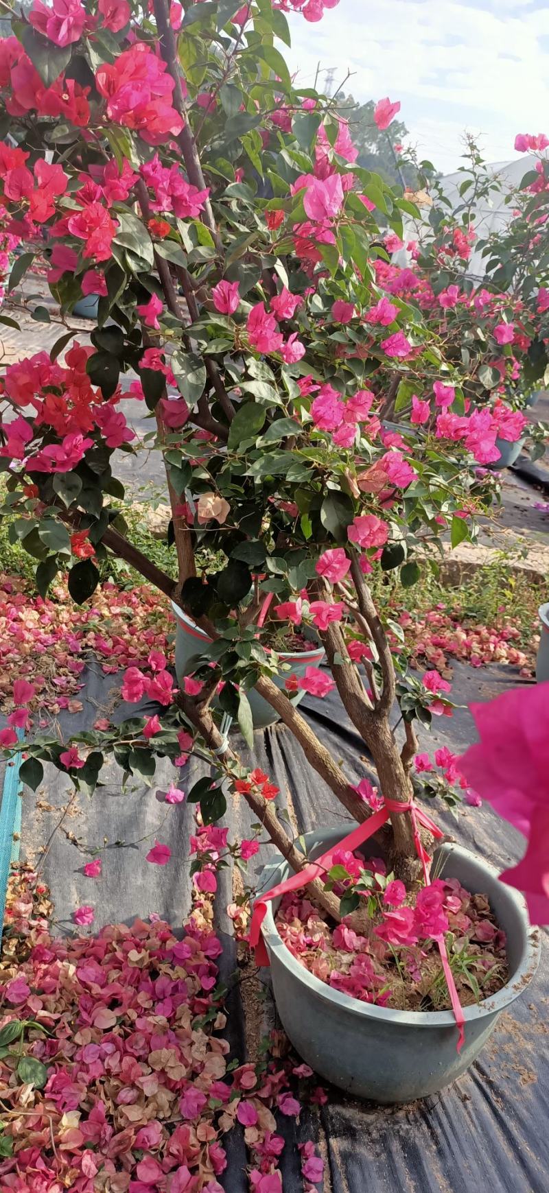 三角梅嫁接多色盆景盆苗工地绿化爬藤植物花卉