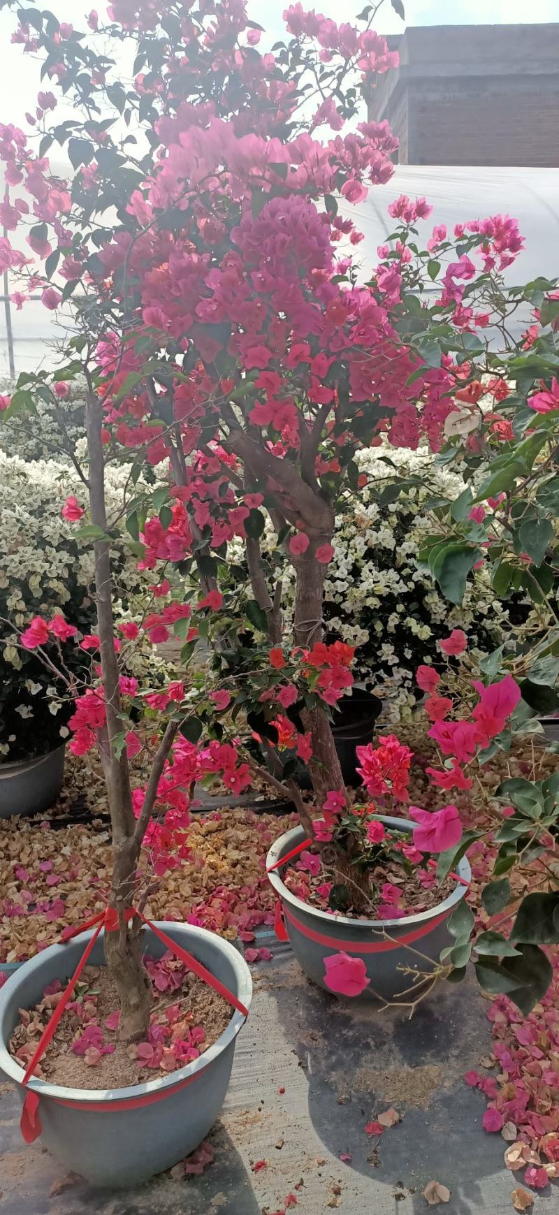三角梅嫁接多色盆景盆苗工地绿化爬藤植物花卉