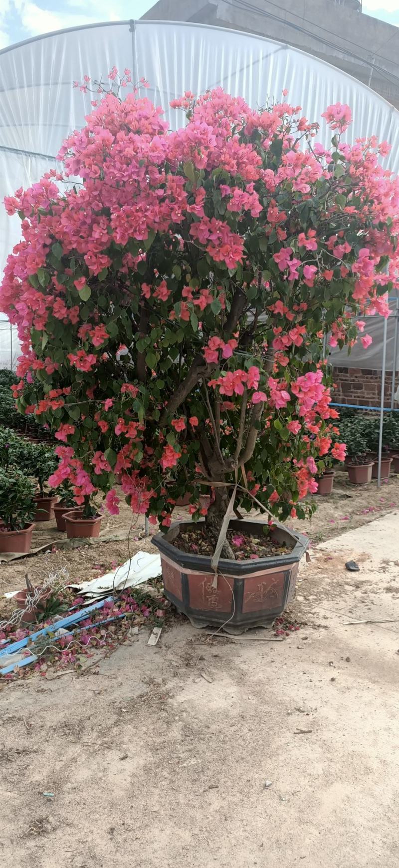 三角梅嫁接多色盆景盆苗工地绿化爬藤植物花卉