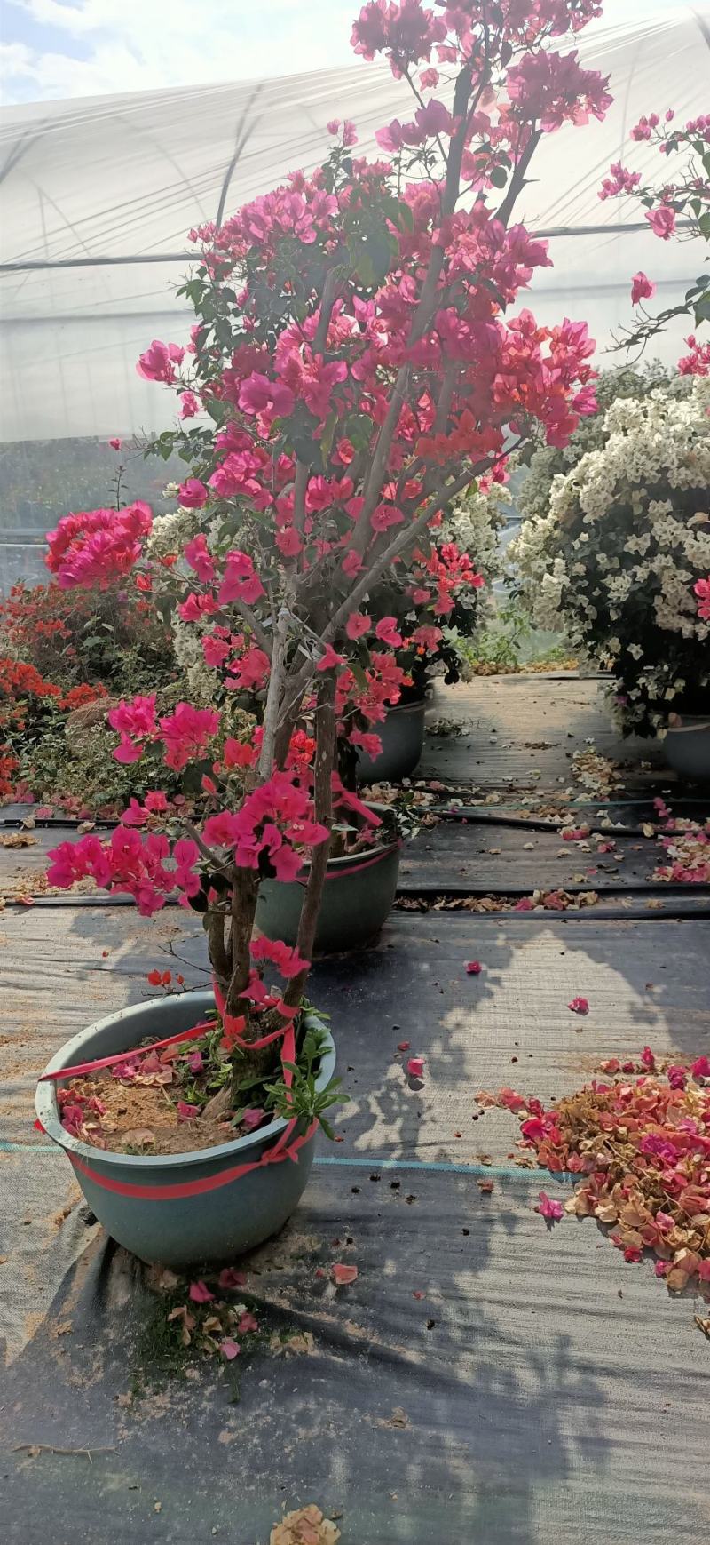三角梅嫁接多色盆景盆苗工地绿化爬藤植物花卉