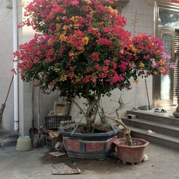造型三角梅盆景多色嫁接工地绿化工程绿化苗木