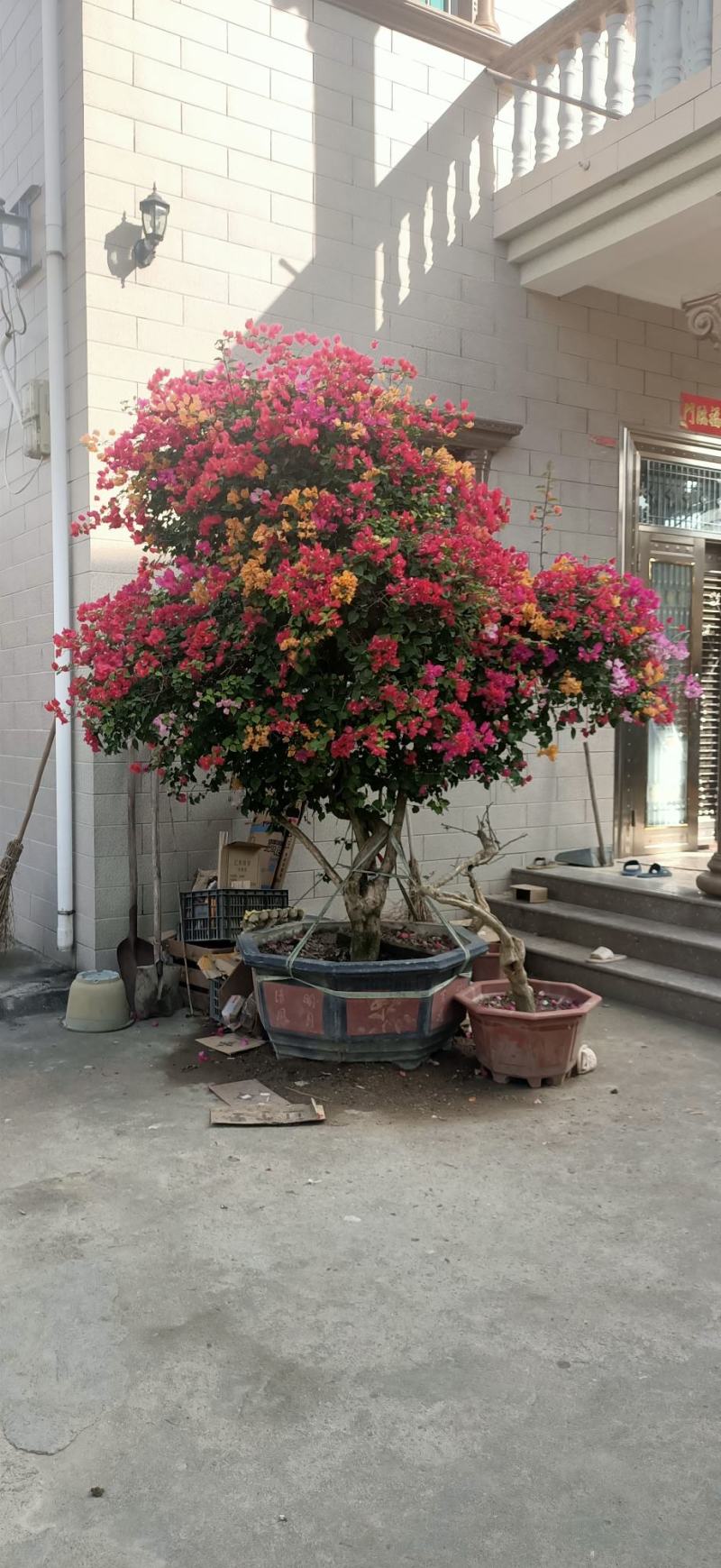 造型三角梅盆景多色嫁接工地绿化工程绿化苗木