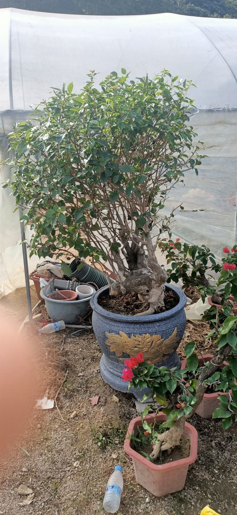 造型三角梅盆景多色嫁接工地绿化工程绿化苗木
