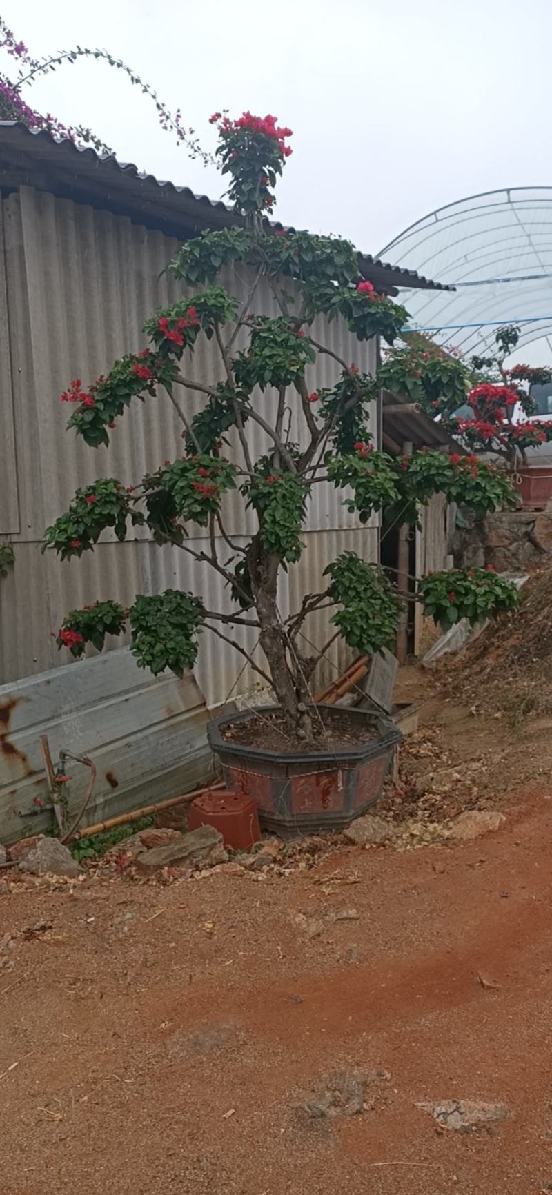 造型三角梅盆景多色嫁接工地绿化工程绿化苗木