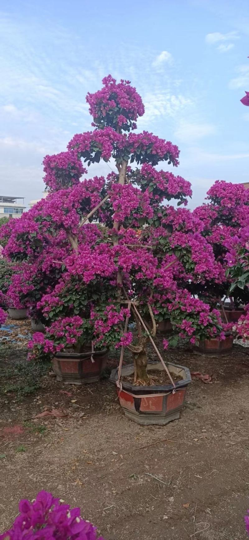 造型三角梅盆景多色嫁接工地绿化工程绿化苗木