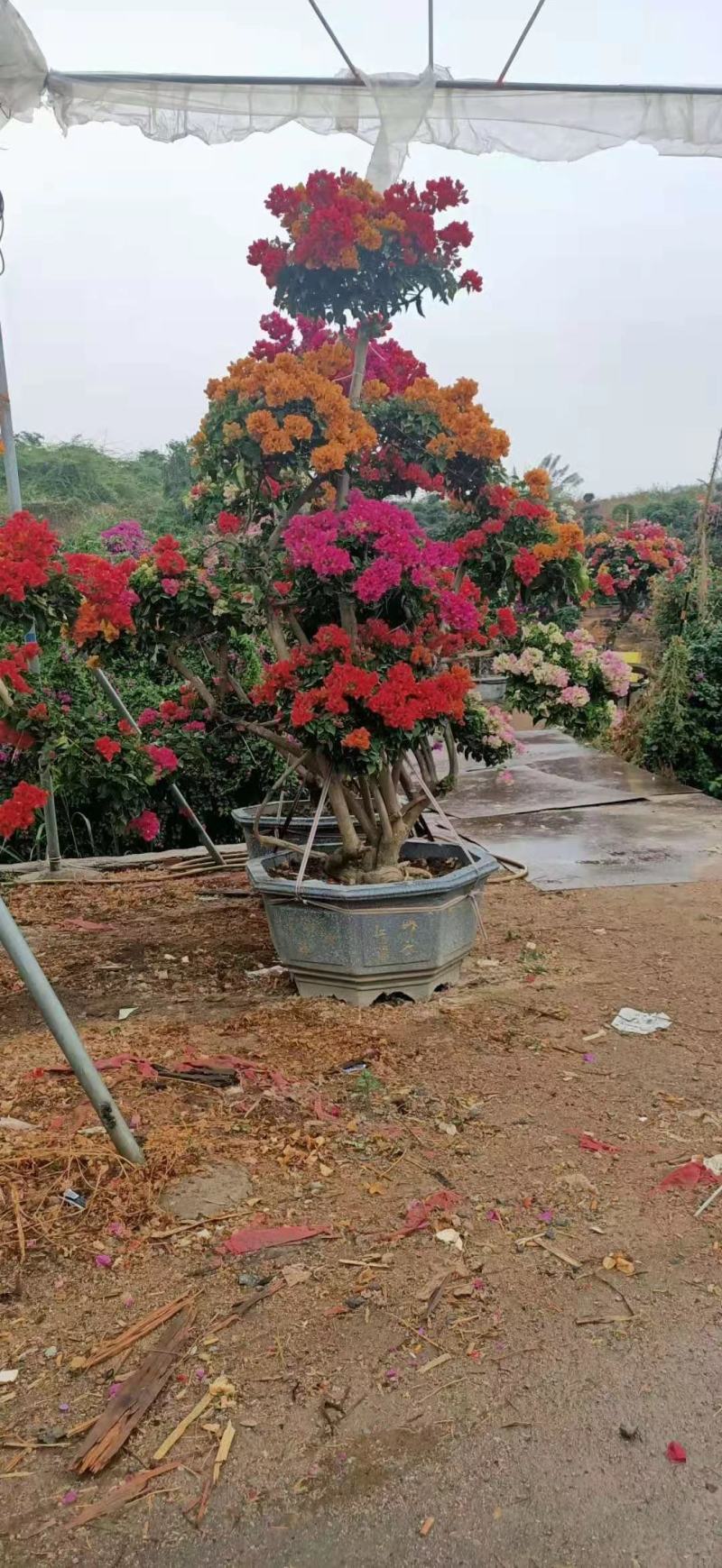 造型三角梅盆景多色嫁接工地绿化工程绿化苗木