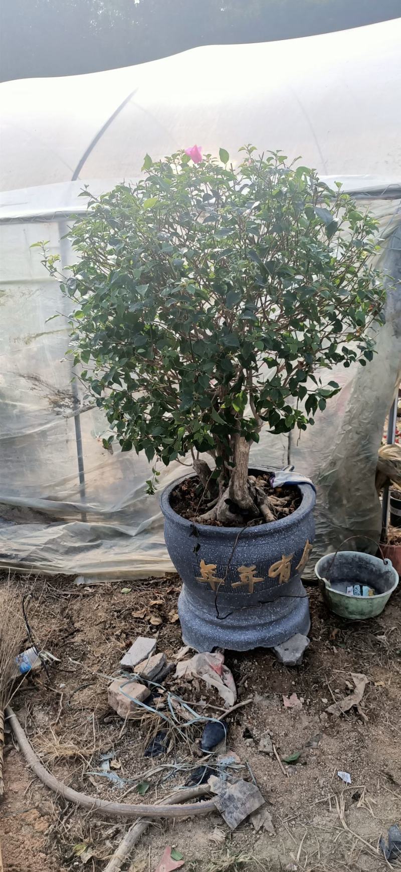 造型三角梅盆景多色嫁接工地绿化工程绿化苗木