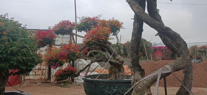 造型三角梅盆景多色嫁接工地绿化工程绿化苗木