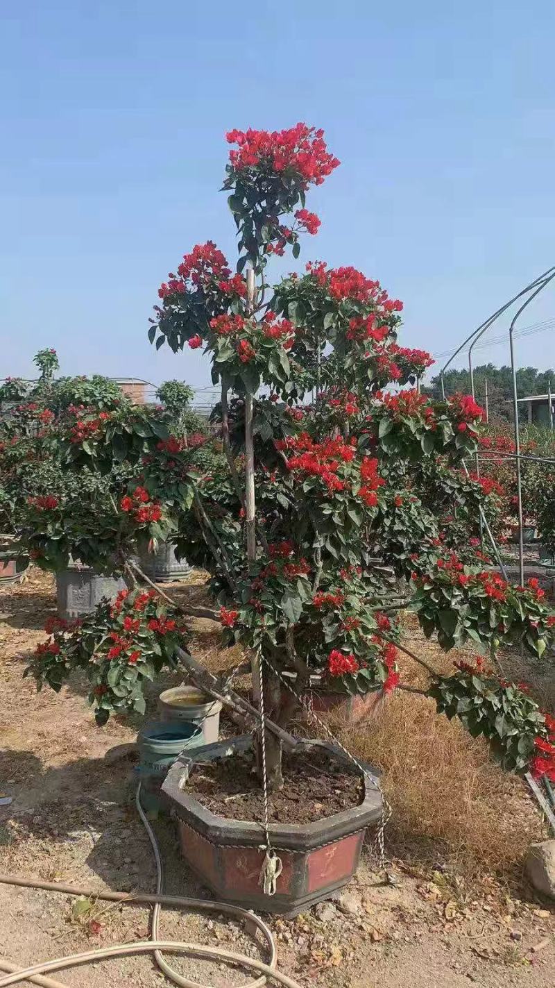 造型三角梅盆景多色嫁接工地绿化工程绿化苗木