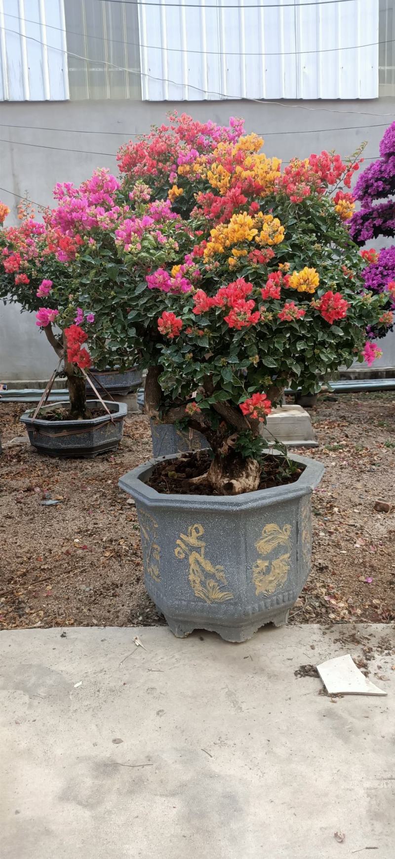 造型三角梅盆景多色嫁接工地绿化工程绿化苗木