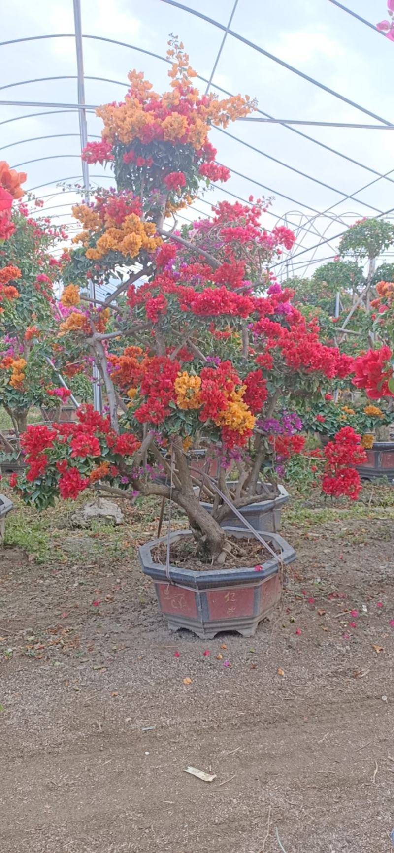 造型三角梅盆景多色嫁接工地绿化工程绿化苗木