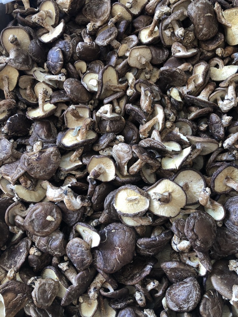 香菇薄香菇无流鲜嫩滑