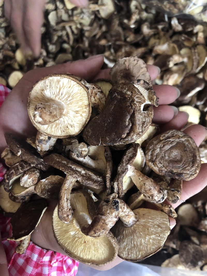 香菇薄香菇无流鲜嫩滑