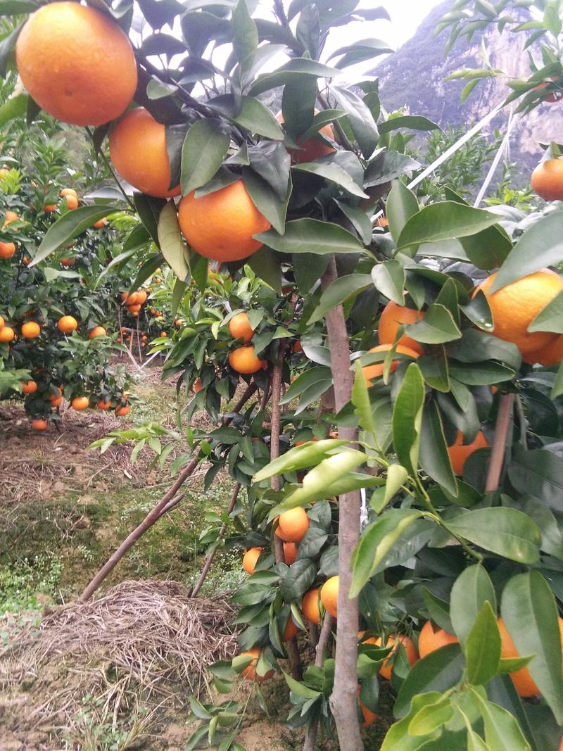 香橙头沃柑苗，酸桔头沃柑苗，大叶积橙沃柑苗