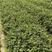 绿化苗木色块苗冠幅30公分龟甲冬青小毛球大量供应！