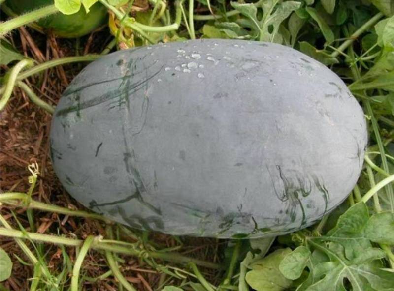 重茬懒汉瓜王（早熟28天高抗重茬高糖，详细介绍请看包装说