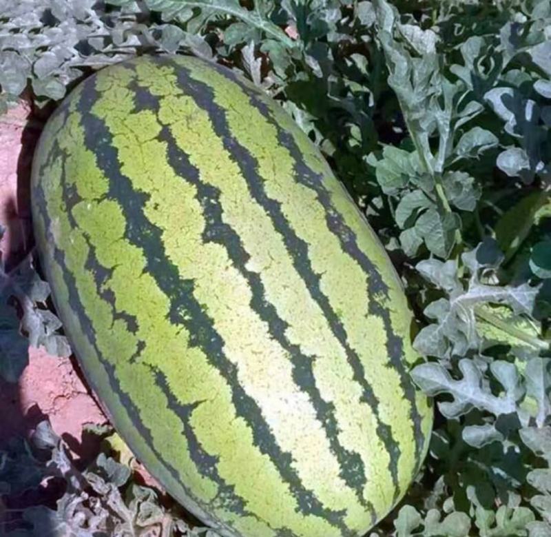 抗重茬早冠龙早熟26天高抗重茬高糖13度大瓜26公斤