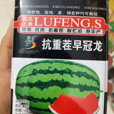 抗重茬早冠龙早熟26天高抗重茬高糖13度大瓜26公斤