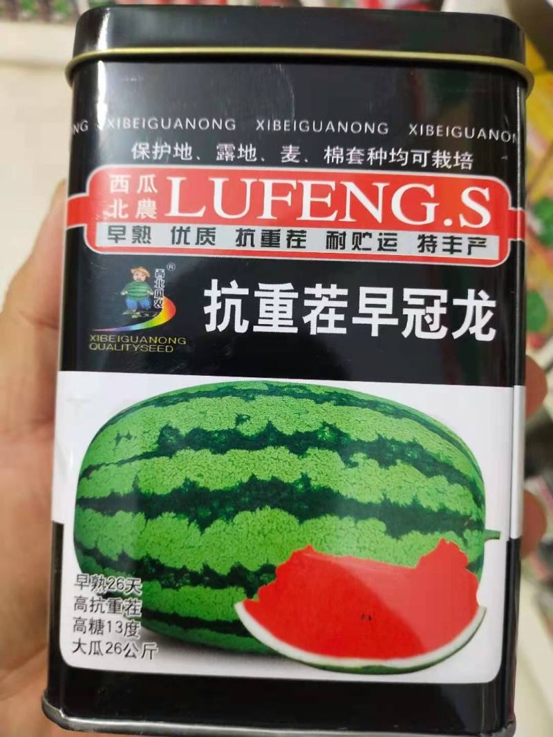 抗重茬早冠龙早熟26天高抗重茬高糖13度大瓜26公斤