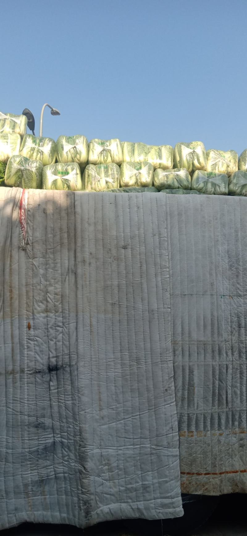 白菜产地直供可对接各大商超市场加工厂