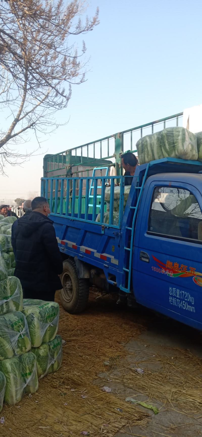 黄心白菜北京三号产地直供可对接各大商超市场各类平台