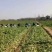 湖北矮脚小油菜青梗苏州青上海青小青菜每天出货10万斤现货
