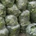湖北矮脚小油菜青梗苏州青上海青小青菜每天出货10万斤现货