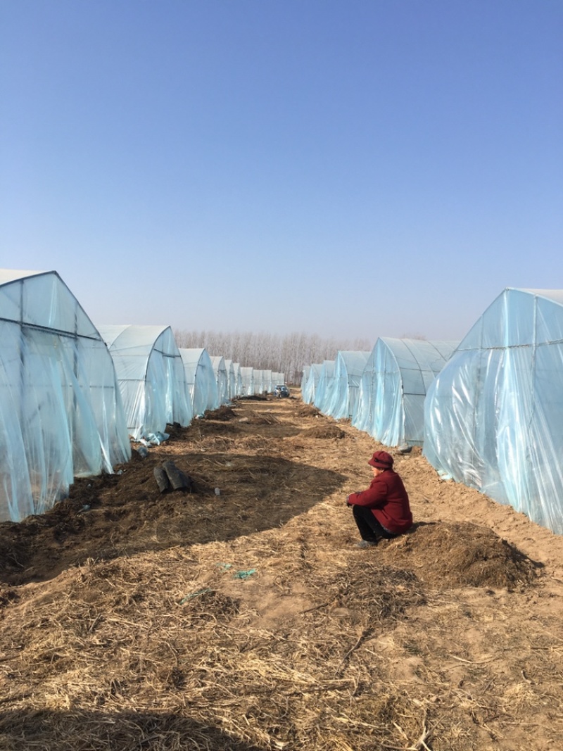 韭菜自家种植大量预售