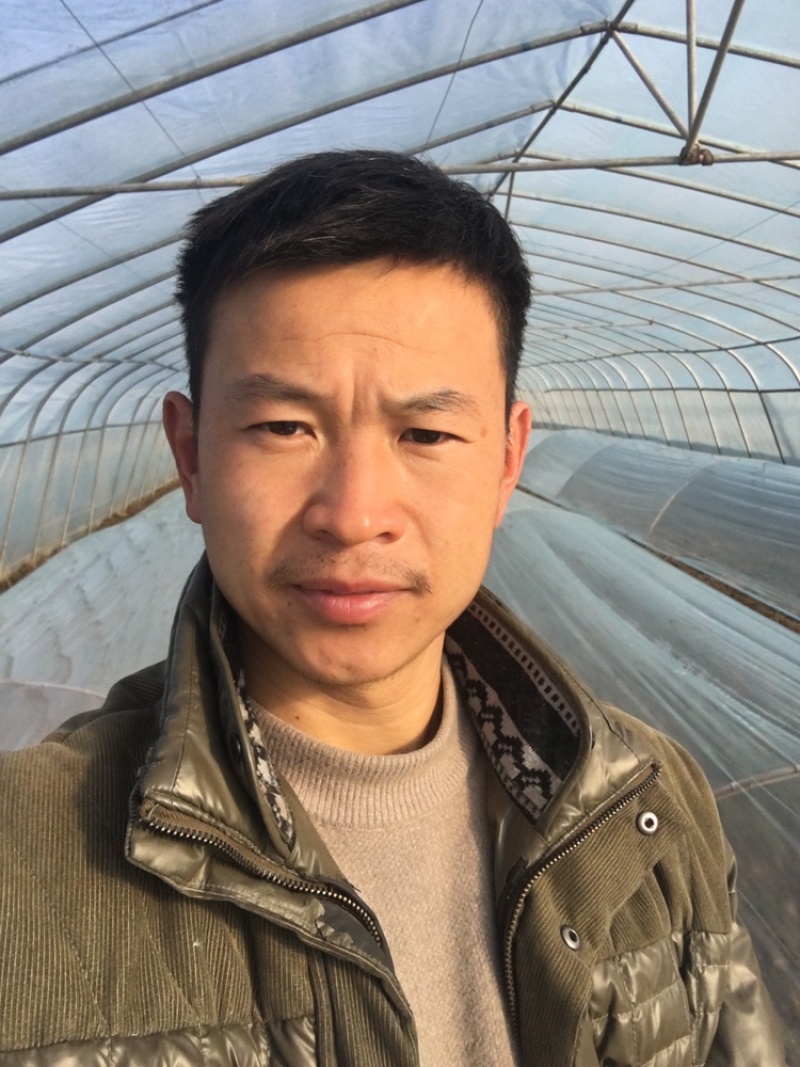 韭菜自家种植大量预售