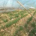 韭菜自家种植大量预售