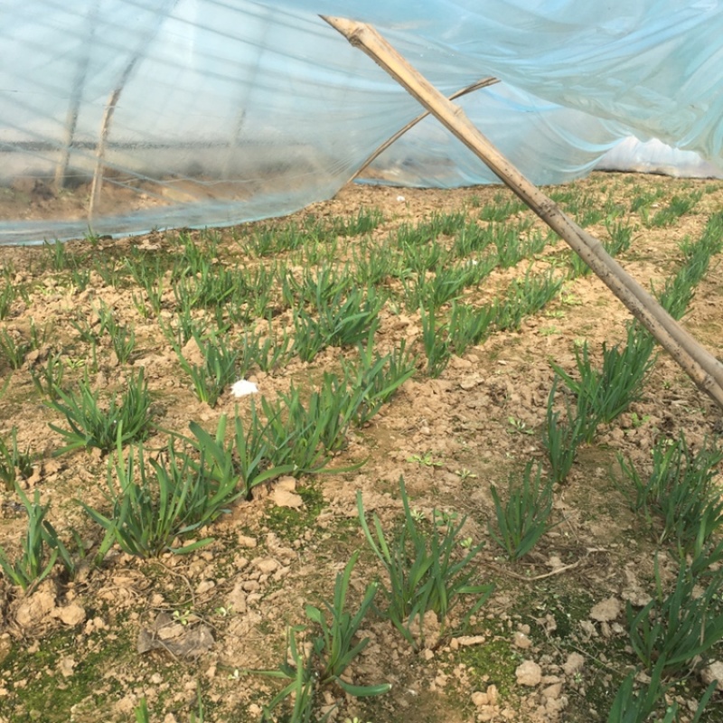 韭菜自家种植大量预售