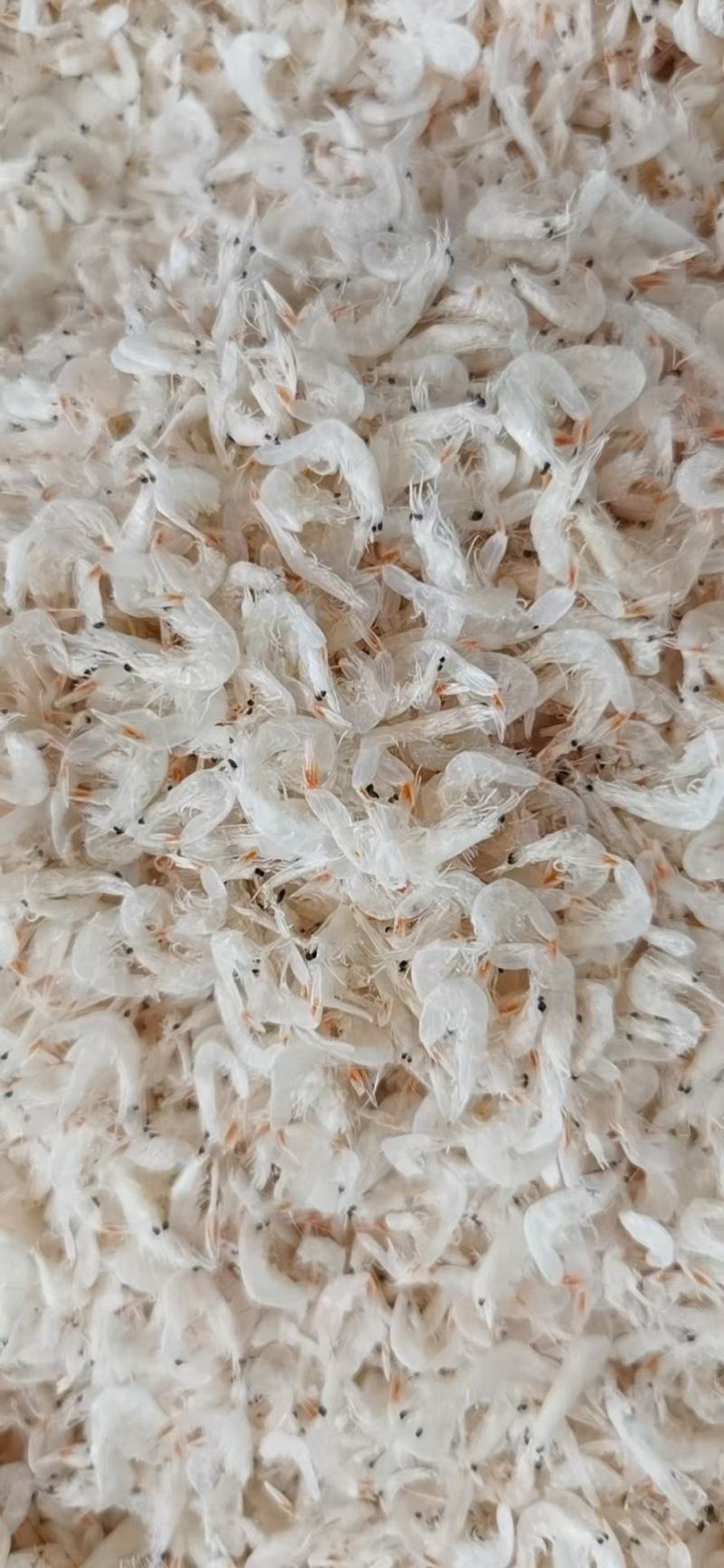 山东虾皮淡干虾皮海鲜干货批发常年有货批发价好