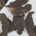 选装玄参，一手货源，质量保证，诚信第一。
