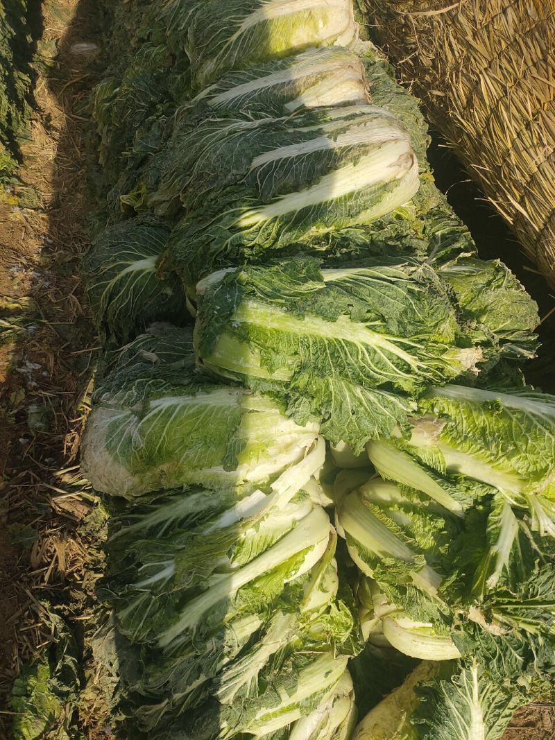 大白菜，北京3号，产地直供，个头均匀，城信可靠，