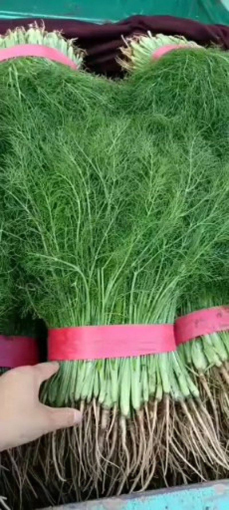 河北永年精品茴香产地直销大量上市中需要的联系