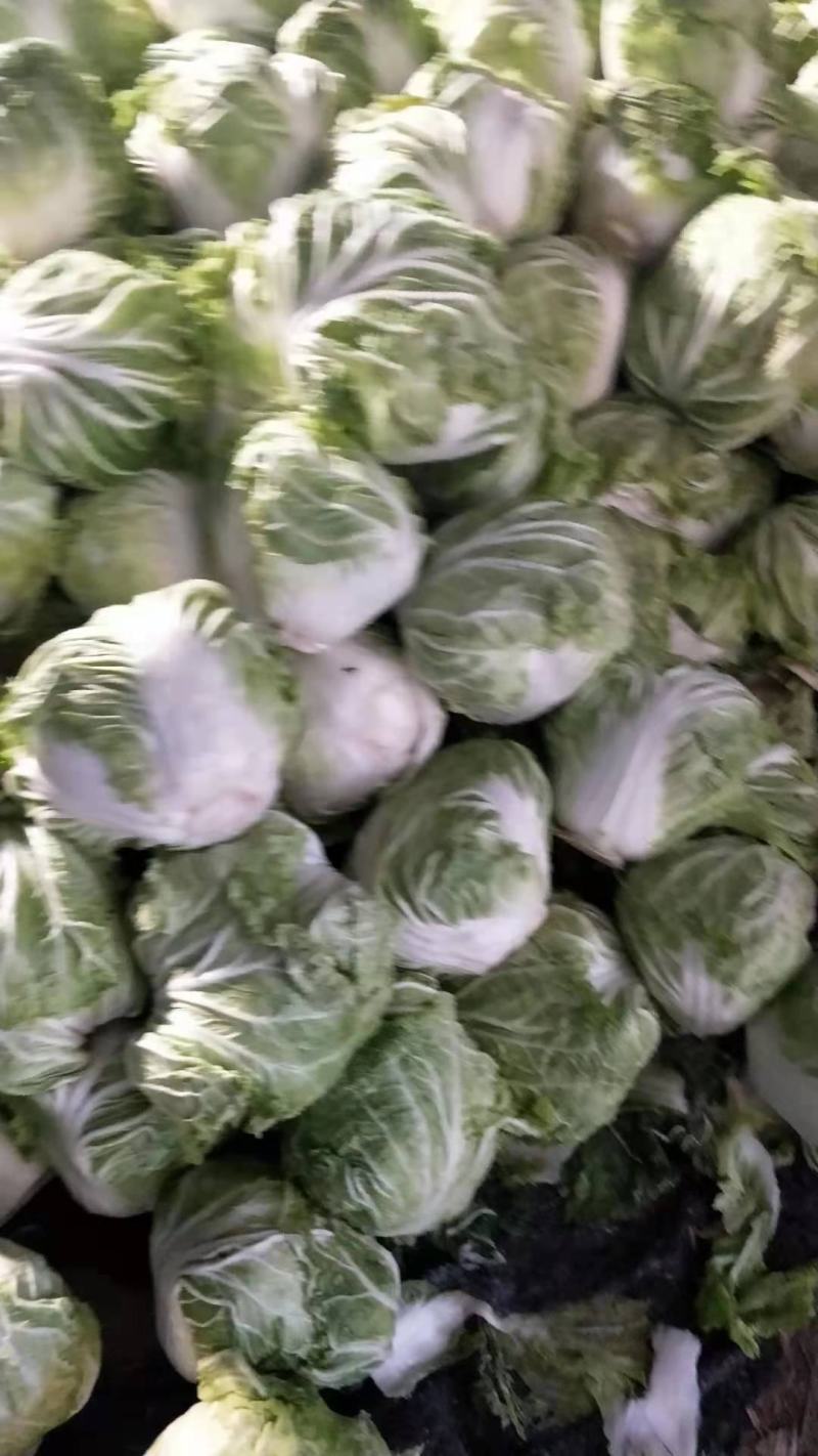河南开封白菜大量现货供应，实力代办走货快对接商超