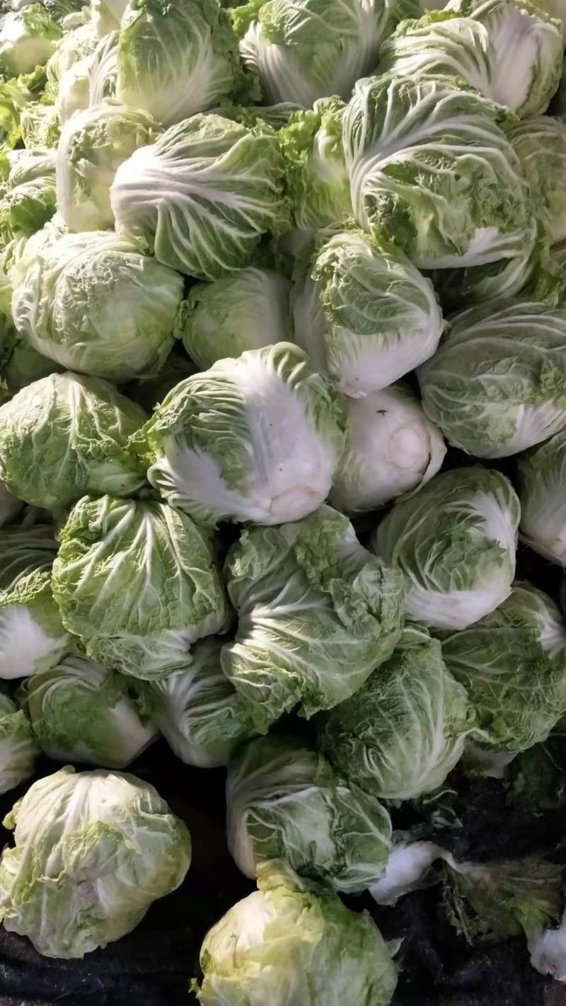 河南开封白菜大量现货供应，实力代办走货快对接商超