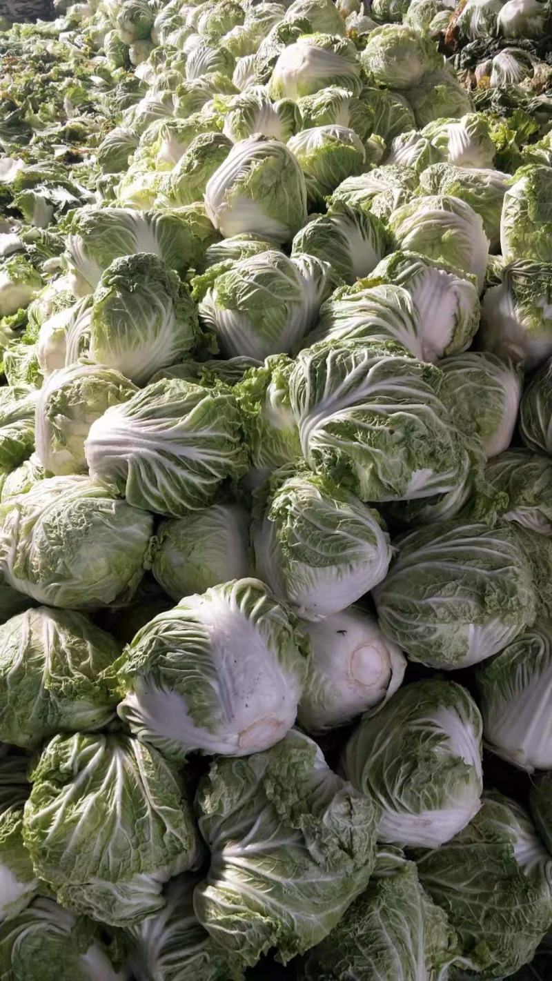 河南开封白菜大量现货供应，实力代办走货快对接商超