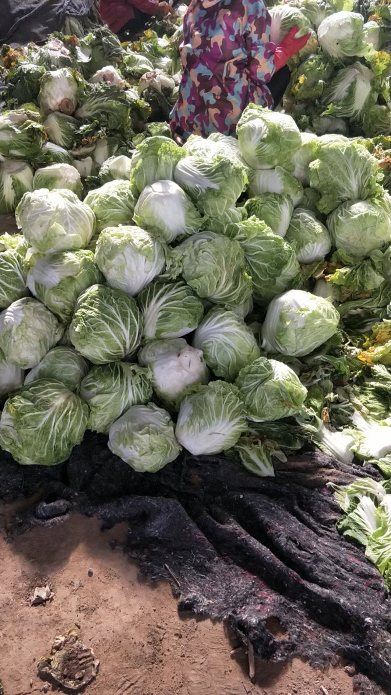 河南开封白菜大量现货供应，实力代办走货快对接商超