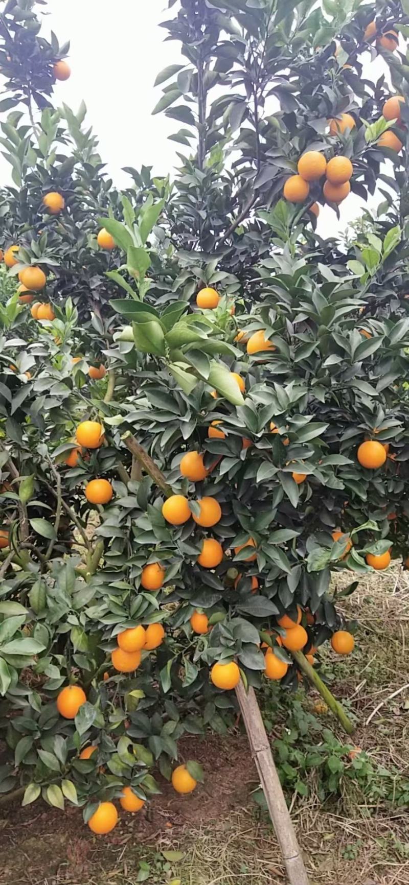 红江橙冰糖橙大量上市有老板看上的来电咨询