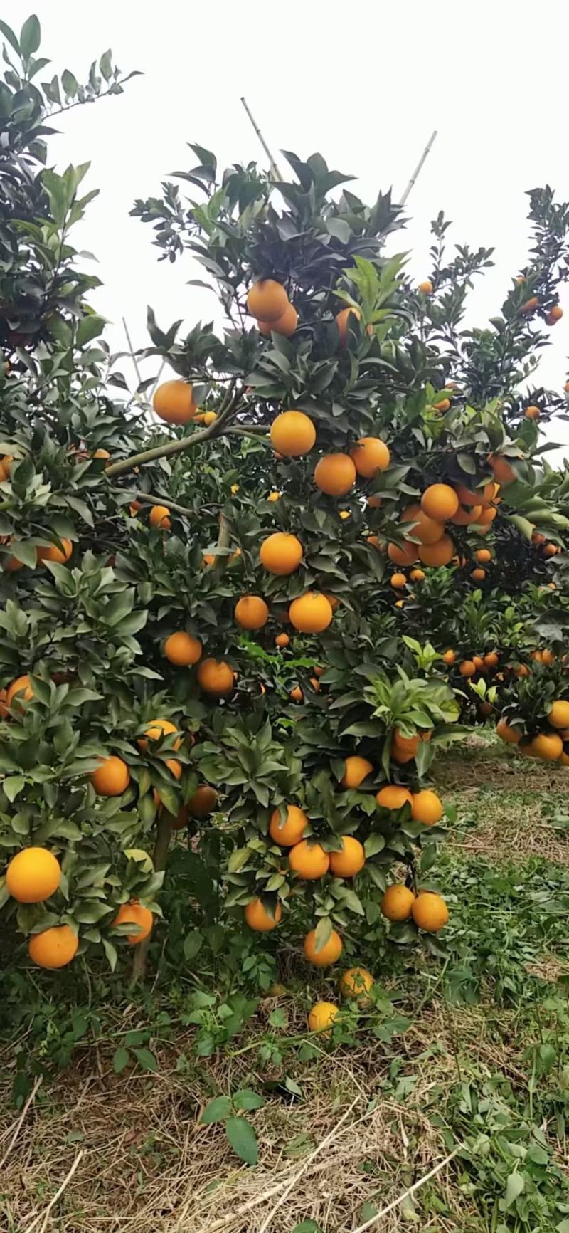 红江橙冰糖橙大量上市有老板看上的来电咨询