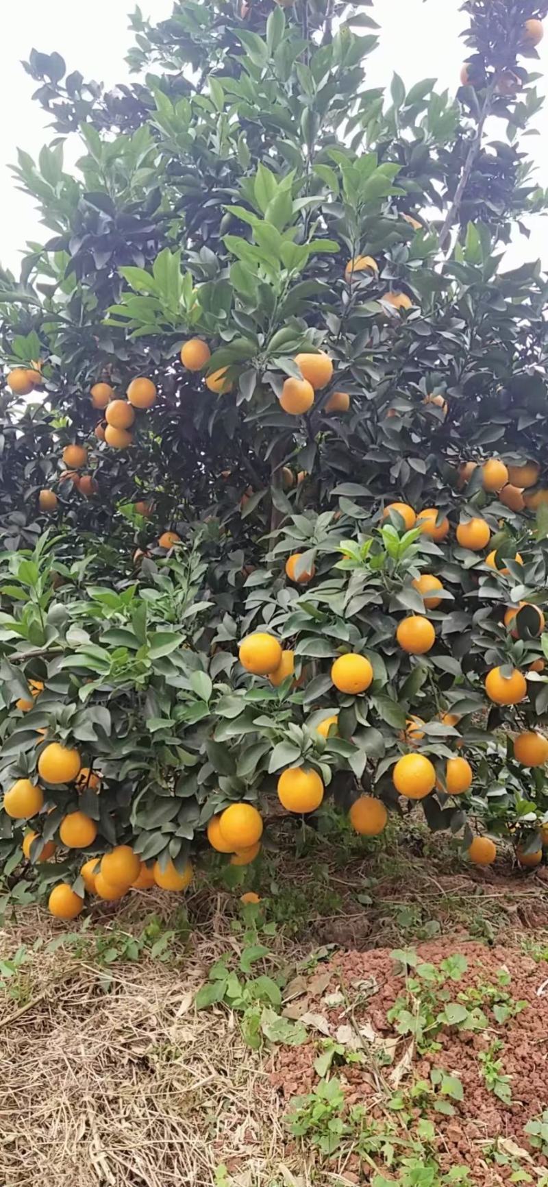 红江橙冰糖橙大量上市有老板看上的来电咨询