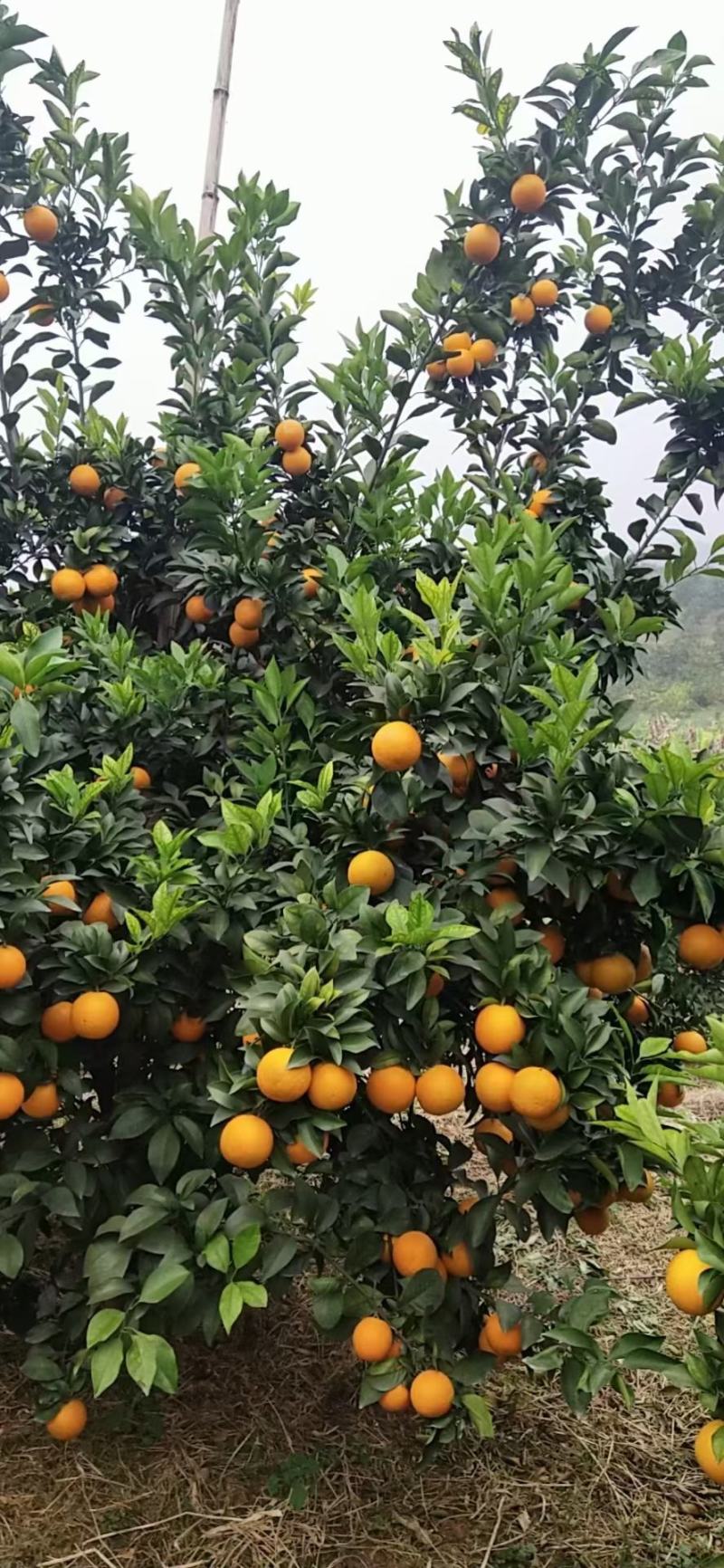 红江橙冰糖橙大量上市有老板看上的来电咨询