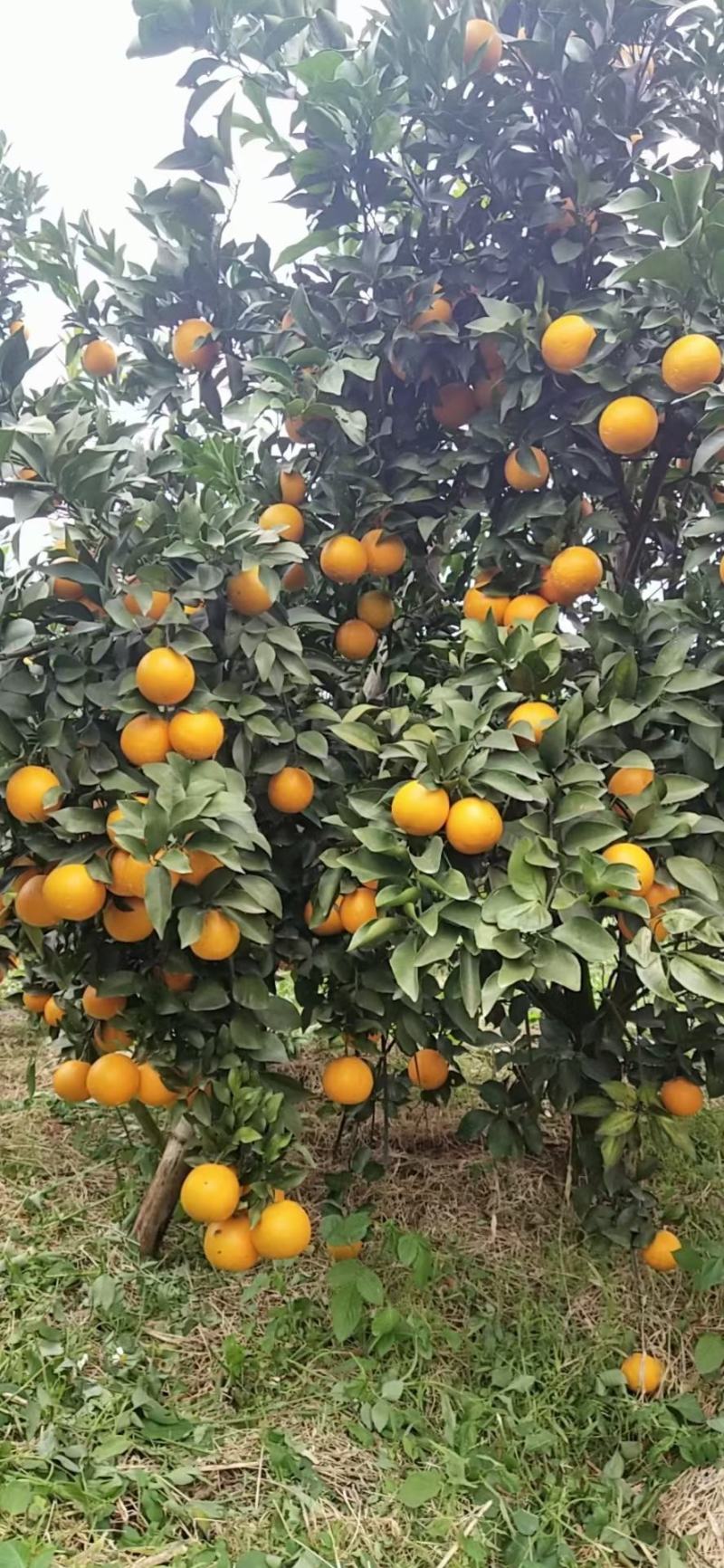 红江橙冰糖橙大量上市有老板看上的来电咨询