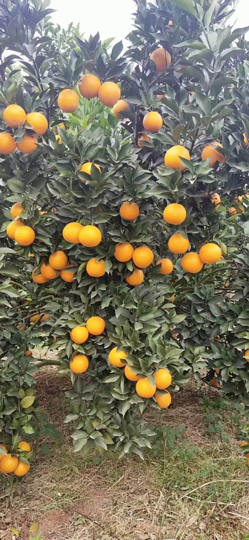 红江橙冰糖橙大量上市有老板看上的来电咨询